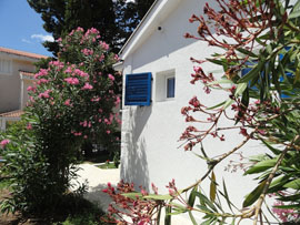 Pretty oleander bushes
