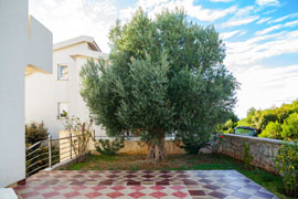 Olive tree feature