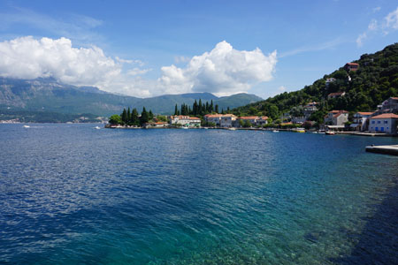Rose on Lustica peninsula